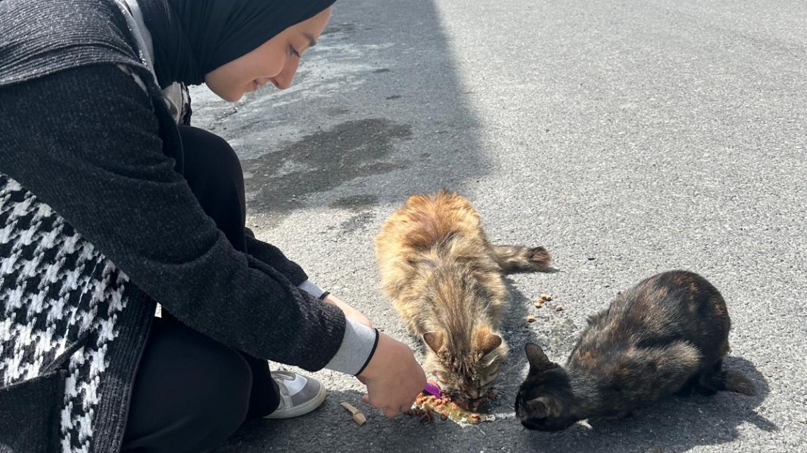 Sokak Hayvanlarını Besledik